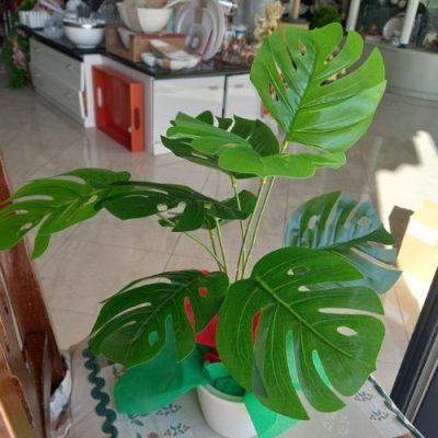 Monstera deliciosa con sottovaso in fine porcellana