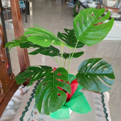 Monstera deliciosa con sottovaso in fine porcellana