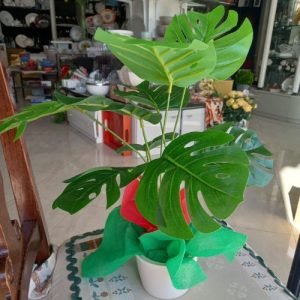 Monstera deliciosa con sottovaso in fine porcellana