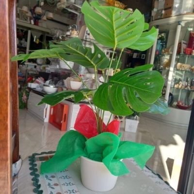 Monstera deliciosa con sottovaso in fine porcellana