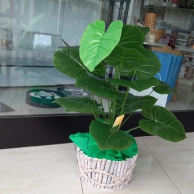 Alocasia Wentii pianta verde con sottovaso