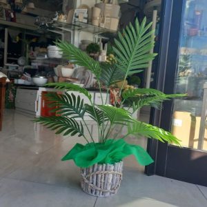 Areca pianta verde con sottovaso